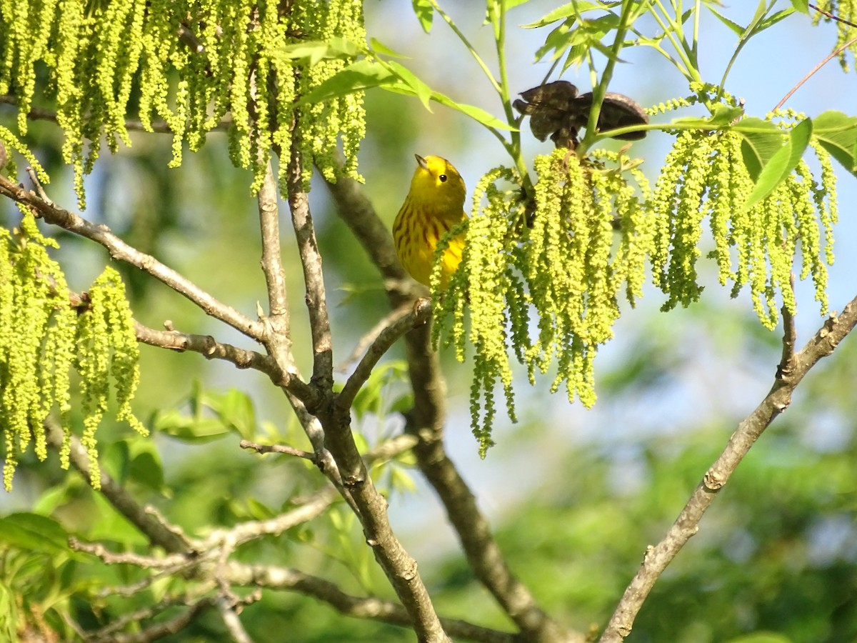 Yellow Warbler - Susan Andres