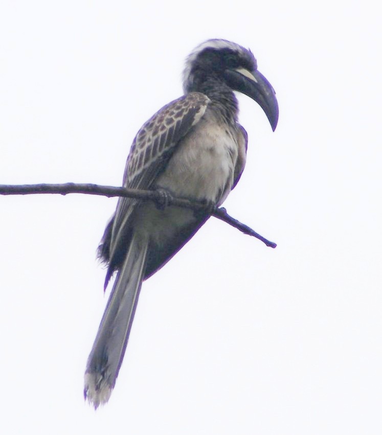 African Gray Hornbill - ML227441631