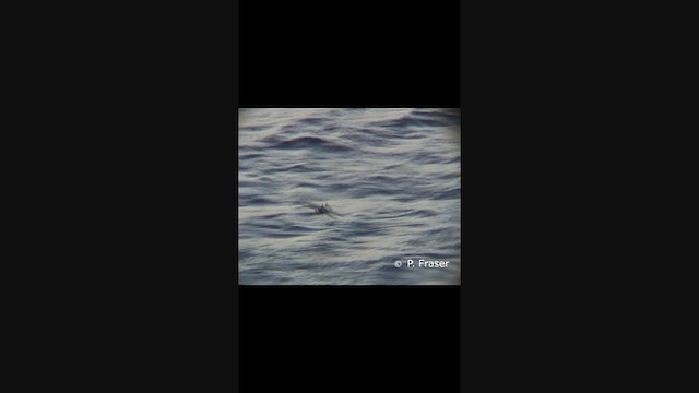 Океанник Еліота - ML227443651