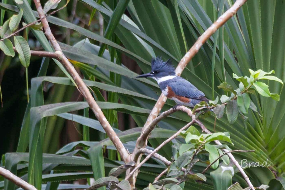 Belted Kingfisher - ML22744561