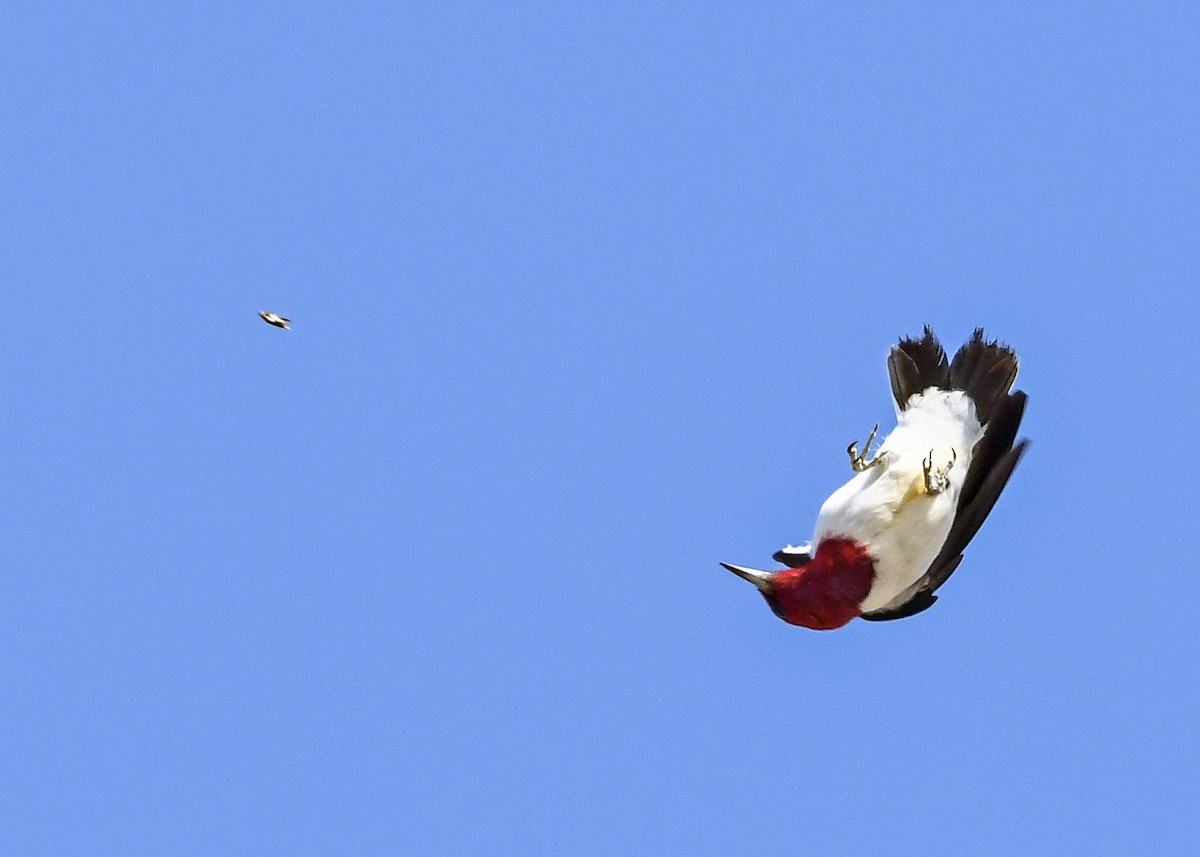 Red-headed Woodpecker - Susan Wrisley