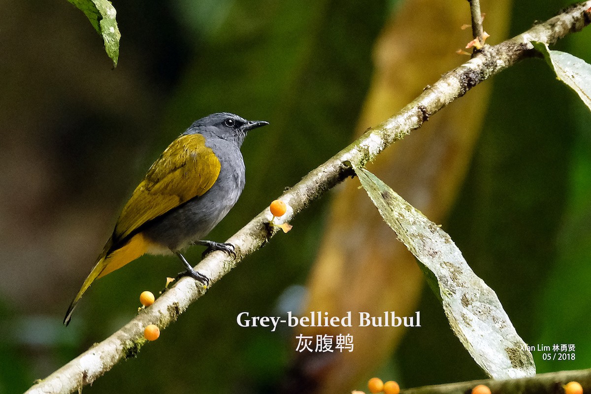 Gray-bellied Bulbul - ML227451981