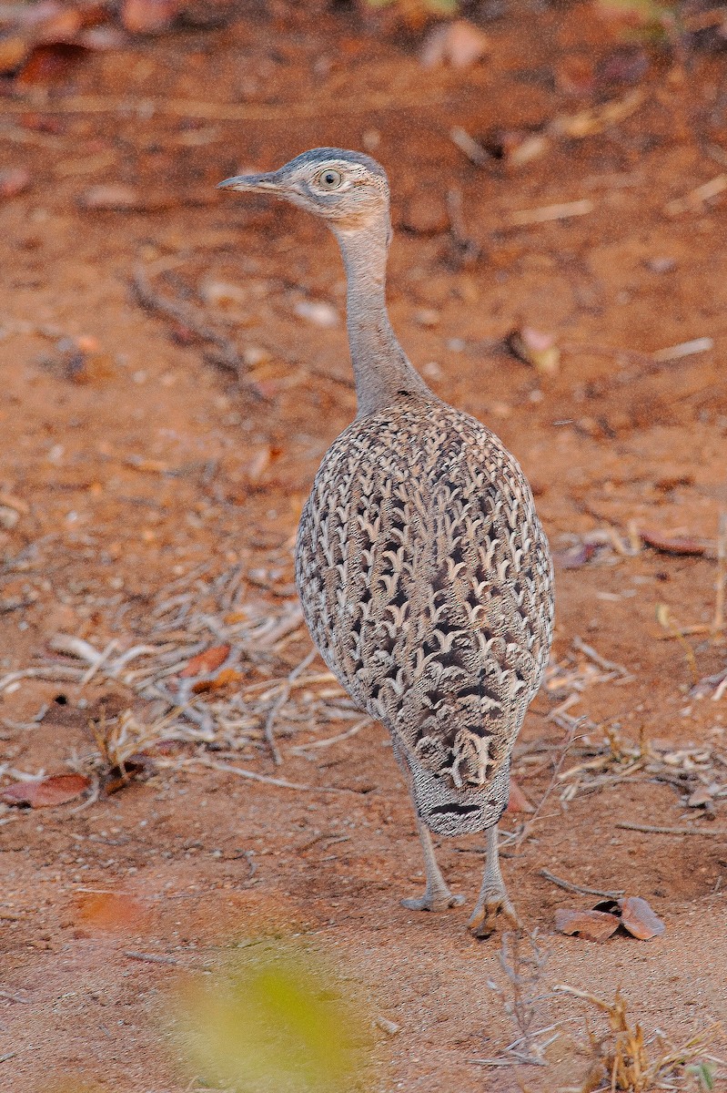 Red-crested Bustard - ML227456121