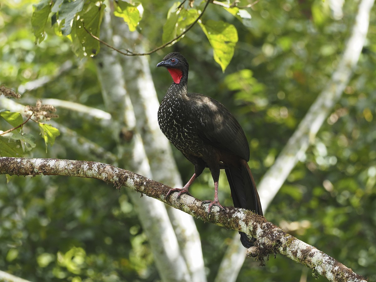 Crested Guan - Manolo Arribas