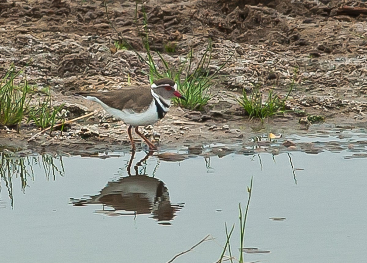 Three-banded Plover - ML227457021