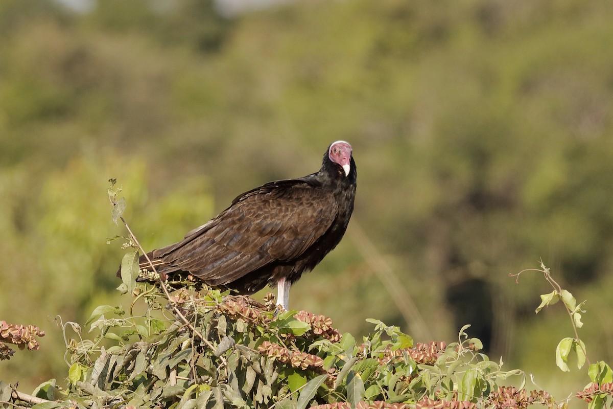 Turkey Vulture - Holger Teichmann