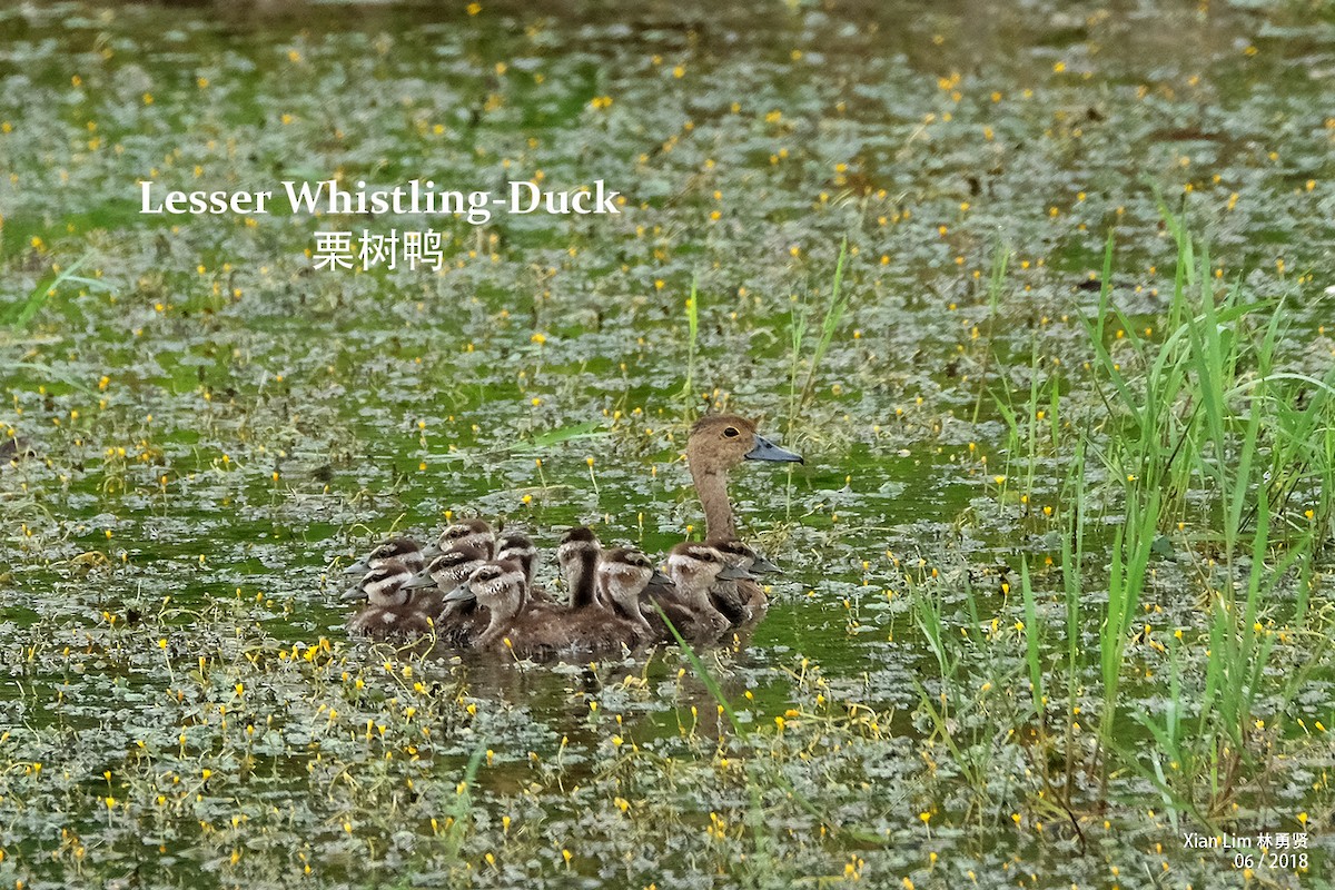 Lesser Whistling-Duck - ML227460411