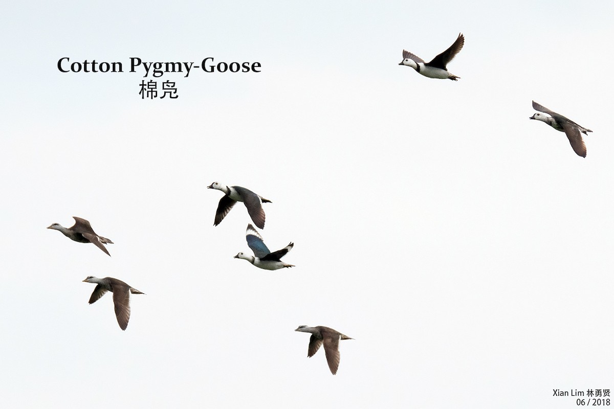 Cotton Pygmy-Goose - Lim Ying Hien