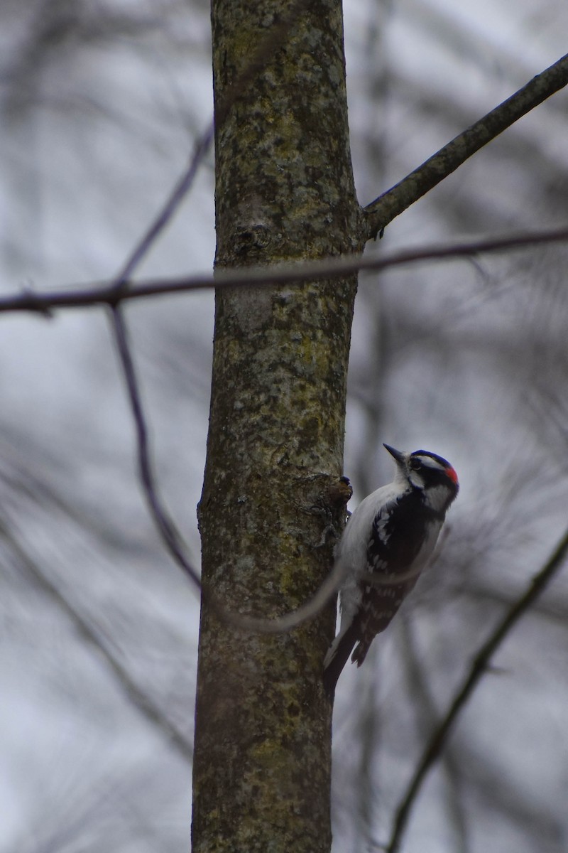 Downy Woodpecker - Andrea Heine