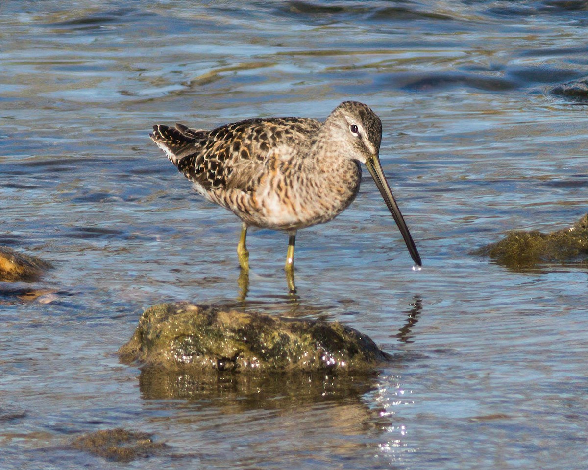 Long-billed Dowitcher - ML227467901