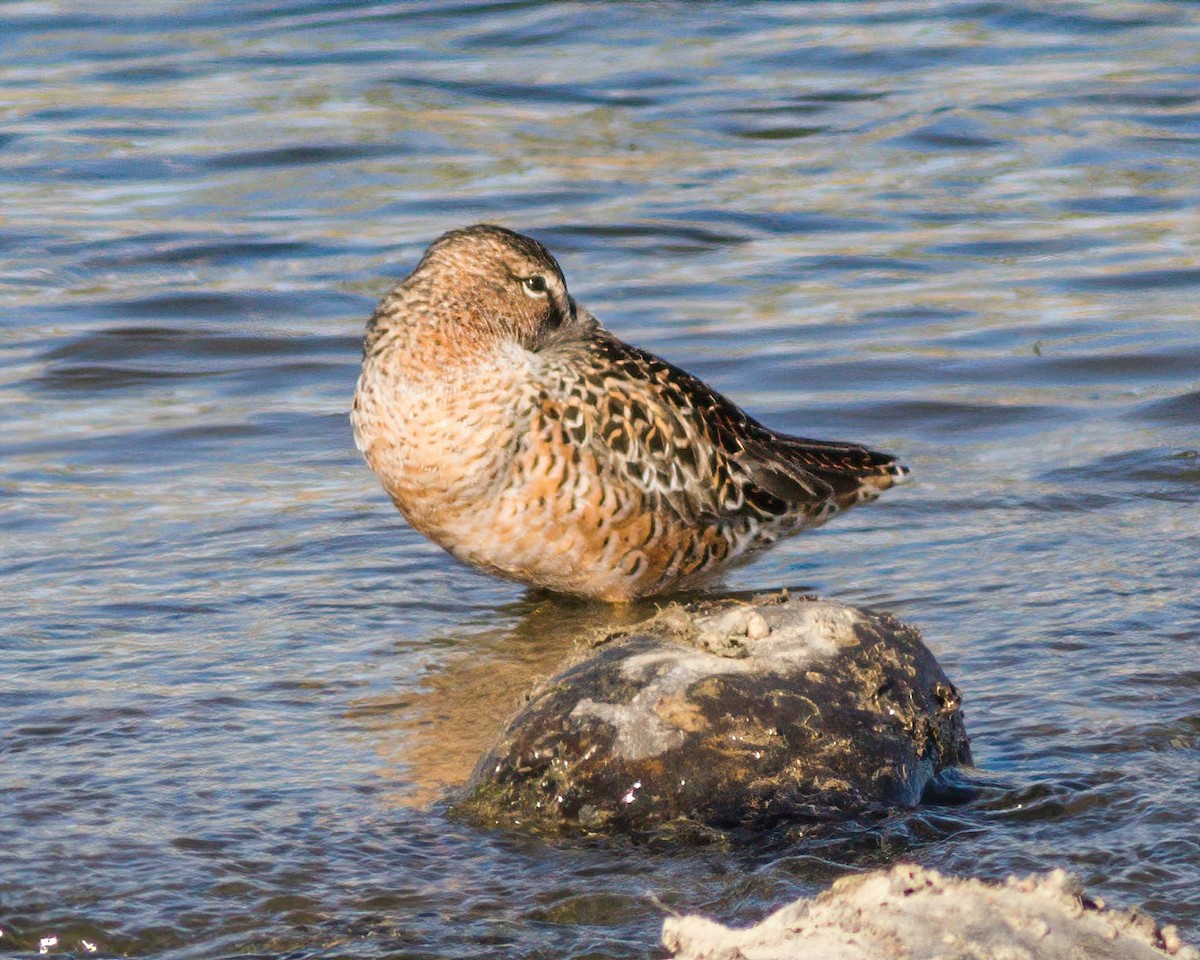 Long-billed Dowitcher - ML227467951