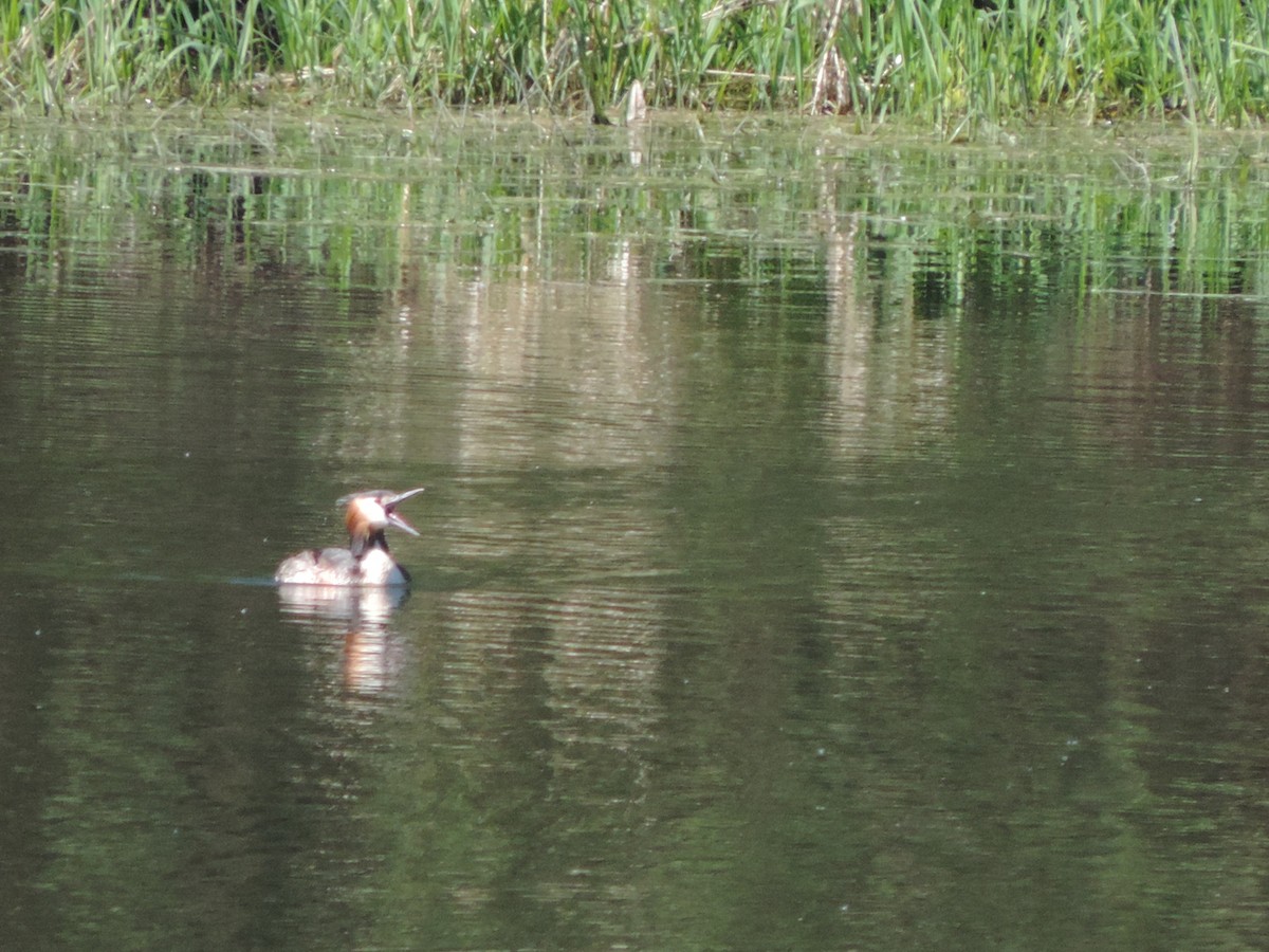 Great Crested Grebe - ML227469831