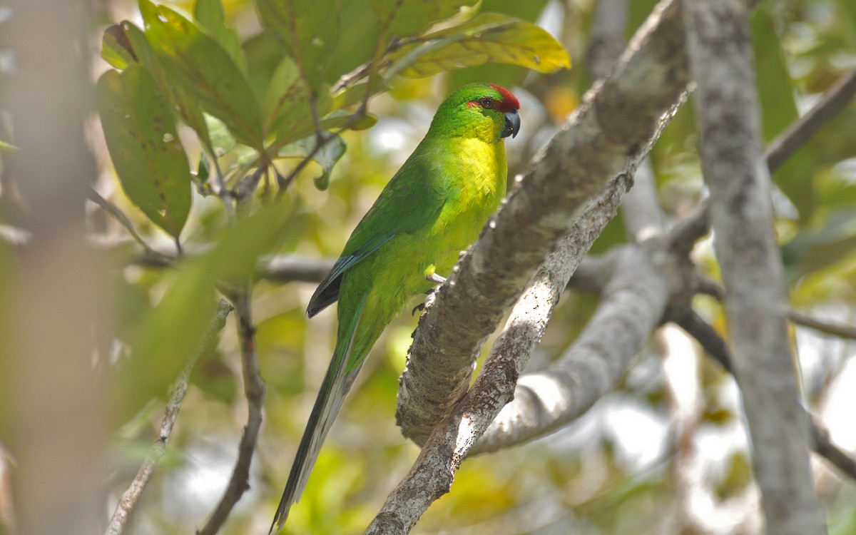 New Caledonian Parakeet - ML227479371