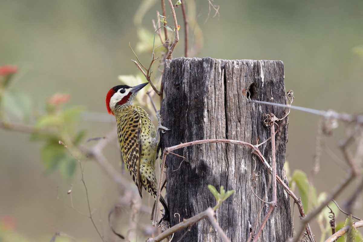 Green-barred Woodpecker - ML227480781