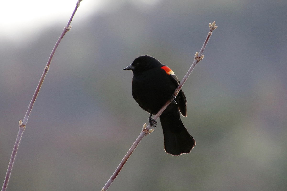 Red-winged Blackbird - ML227480921