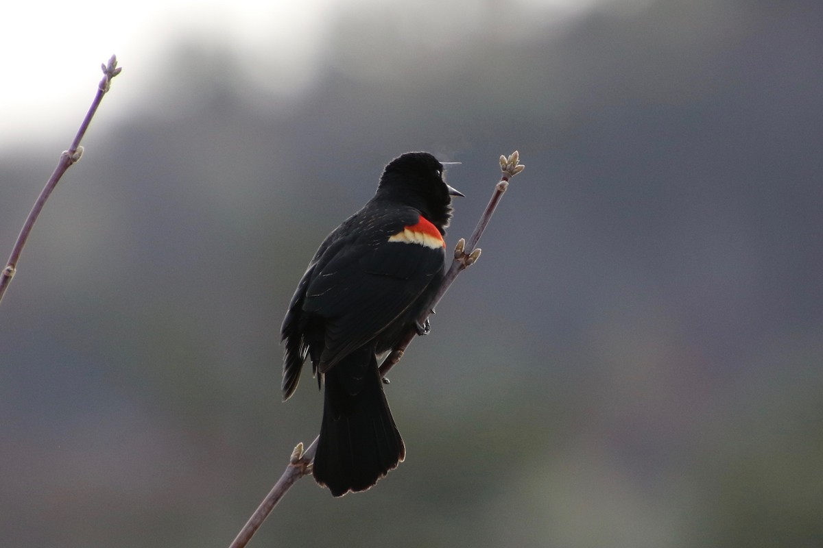Red-winged Blackbird - ML227480941