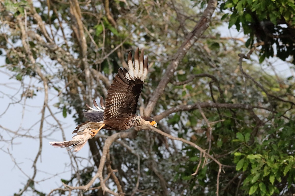 Crested Caracara (Southern) - ML227481121