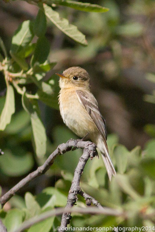 Buff-breasted Flycatcher - Dorian Anderson