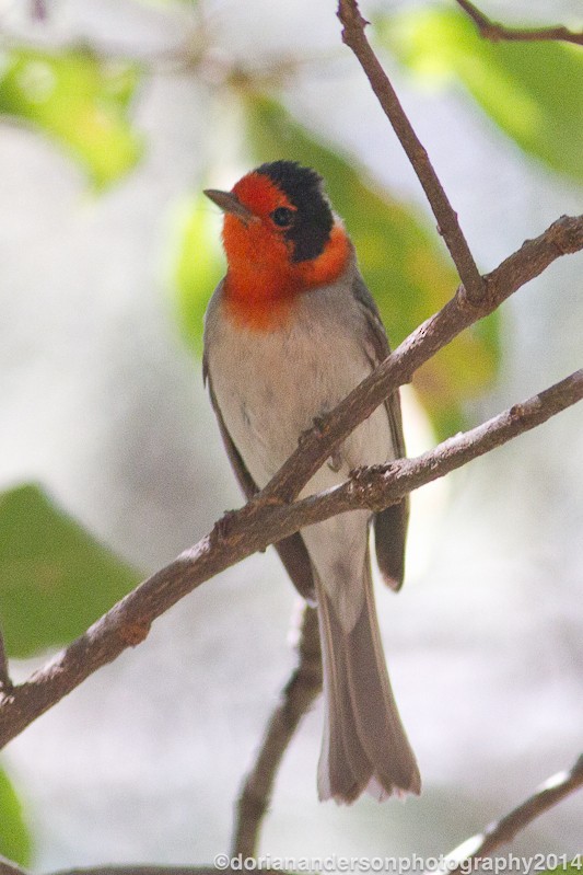 Red-faced Warbler - Dorian Anderson