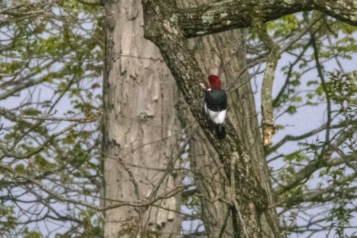 Red-headed Woodpecker - ML227485641
