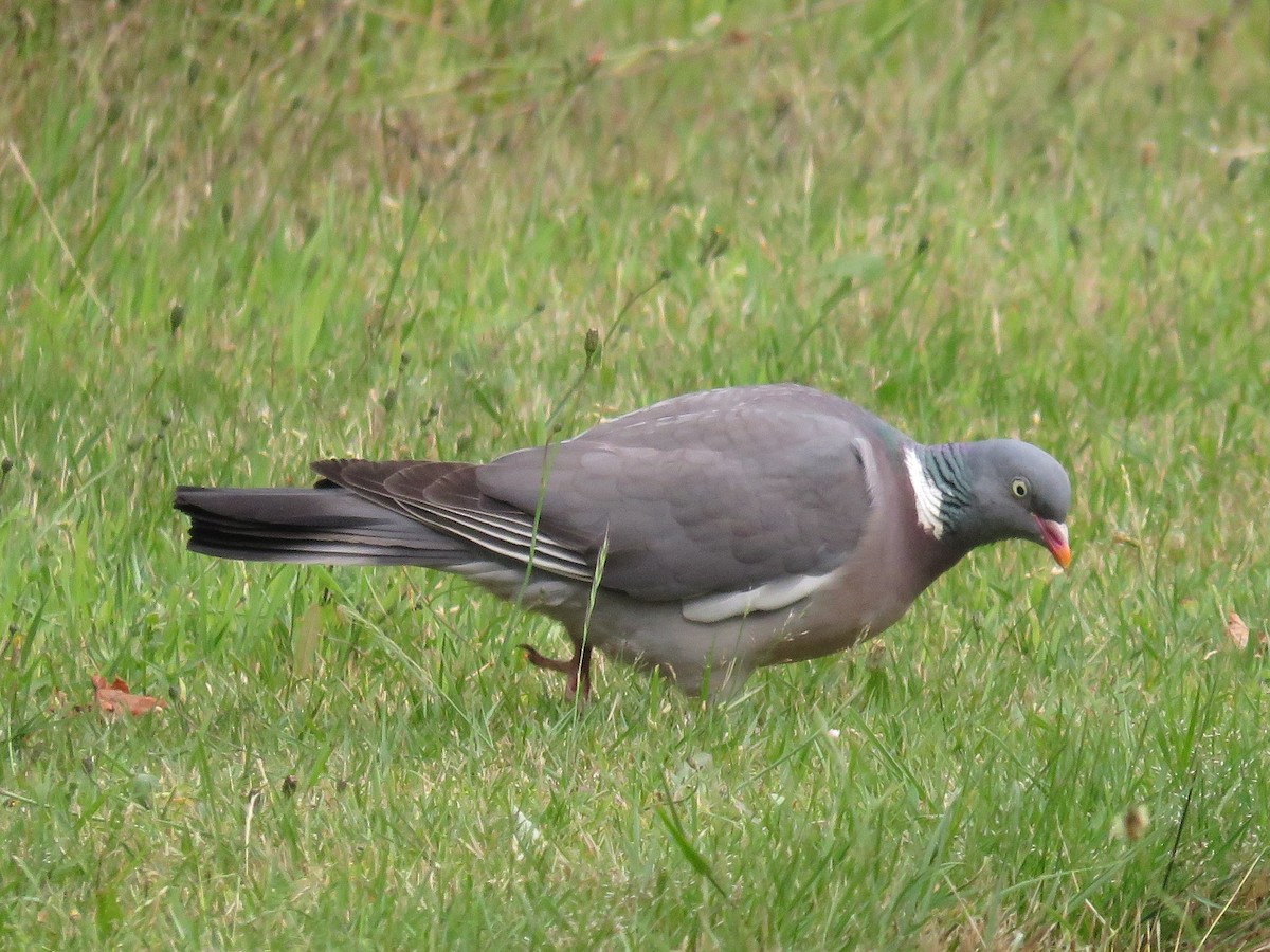 Common Wood-Pigeon (White-necked) - Hernán Pastore