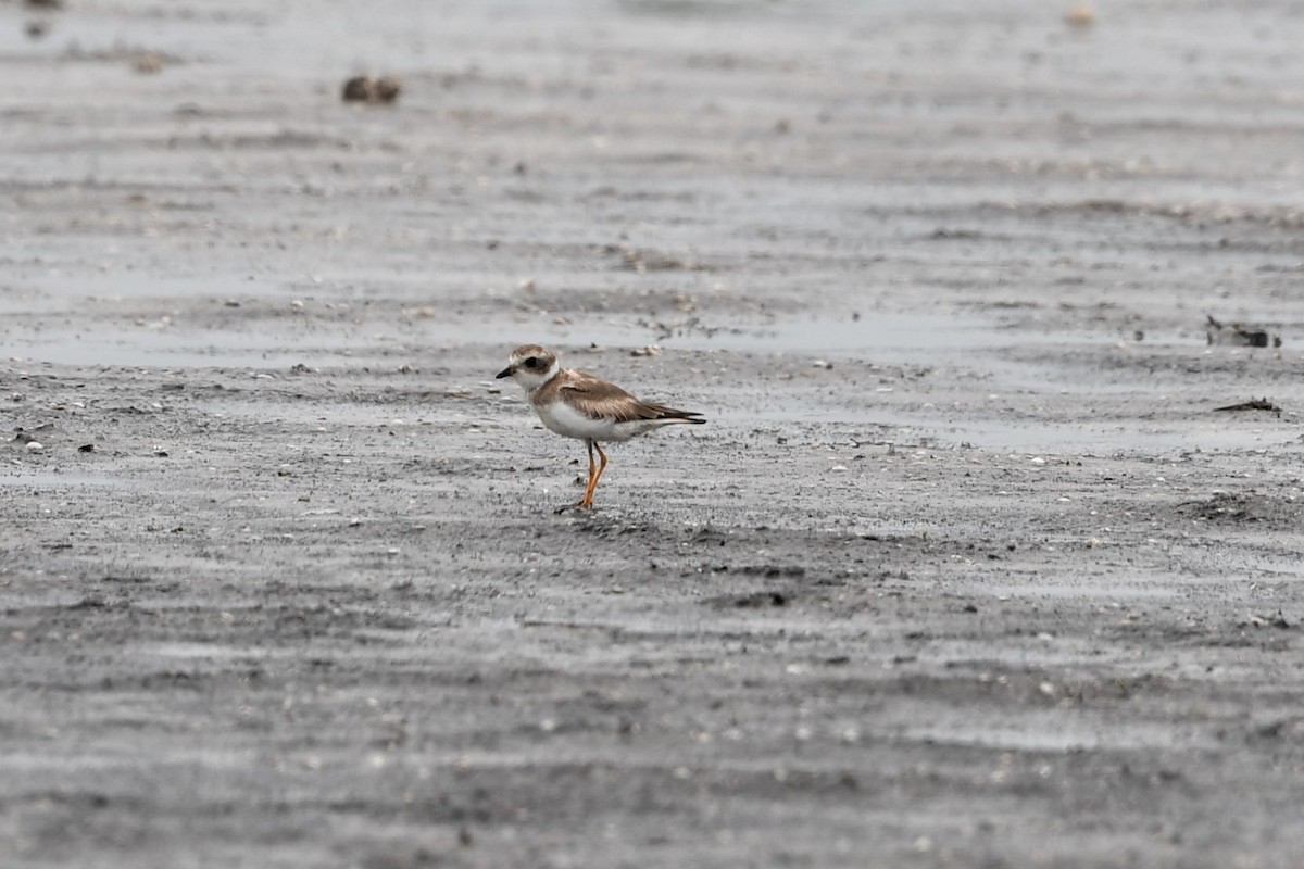 Piping Plover - ML227489391