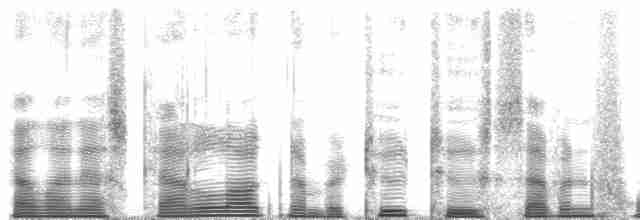  - Yellow-billed Lorikeet