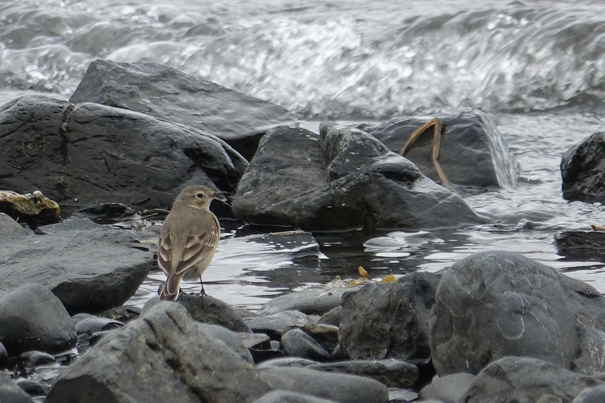 American Pipit - Blythe Brown