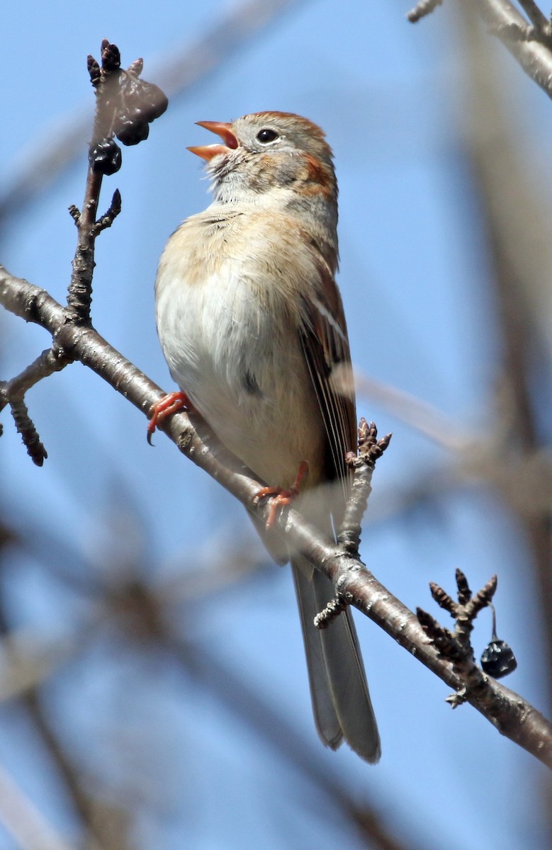 Field Sparrow - Bill Brown