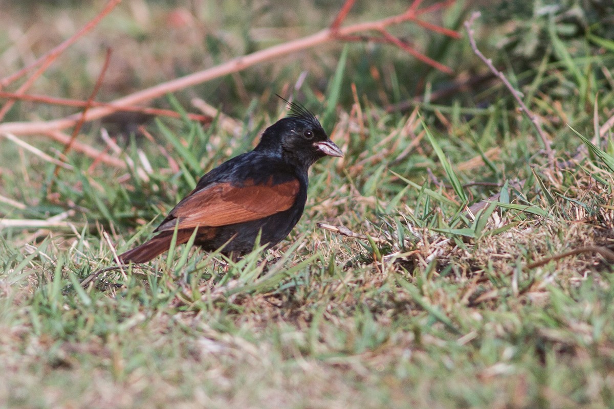 Crested Bunting - ML227505851