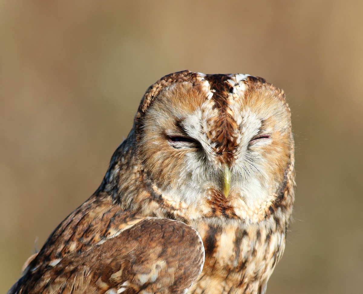 Tawny Owl - Daniel Branch