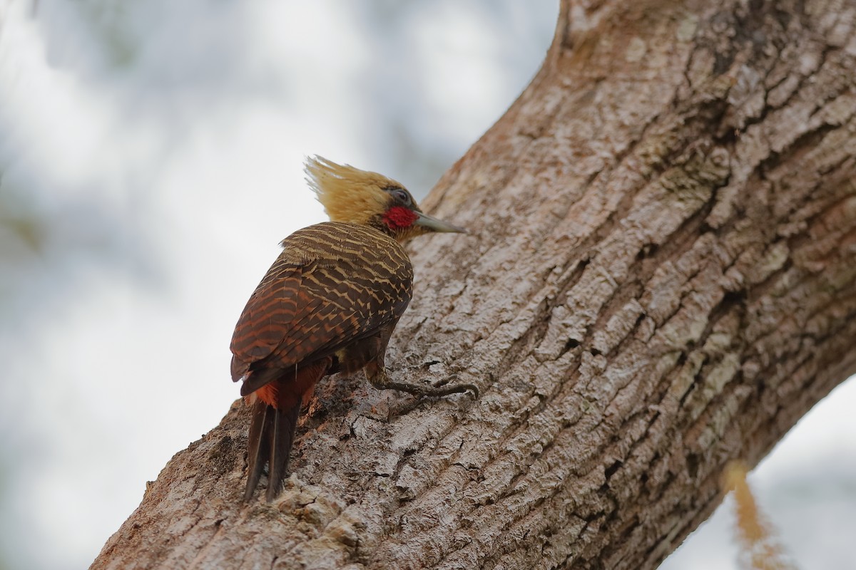 Pale-crested Woodpecker - ML227516031