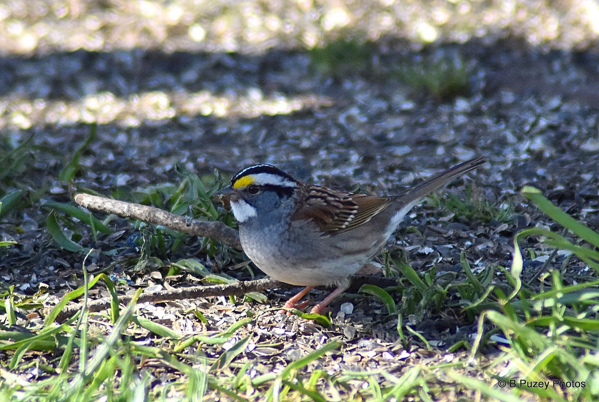 White-throated Sparrow - ML227517471