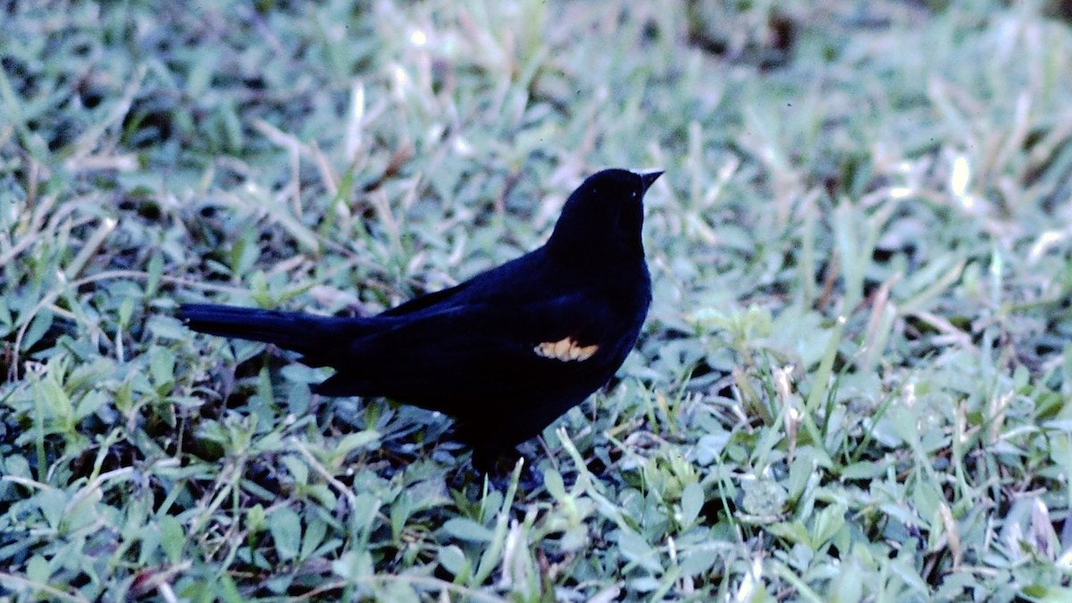 Red-shouldered Blackbird - Daniel Jauvin