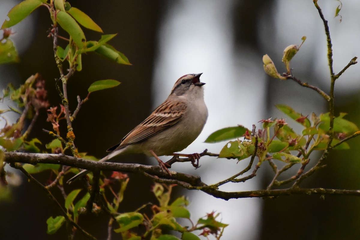 Chipping Sparrow - ML227517801