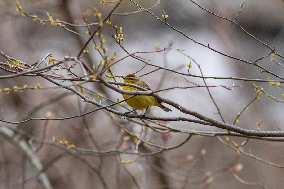 Palm Warbler (Yellow) - Eric Zawatski