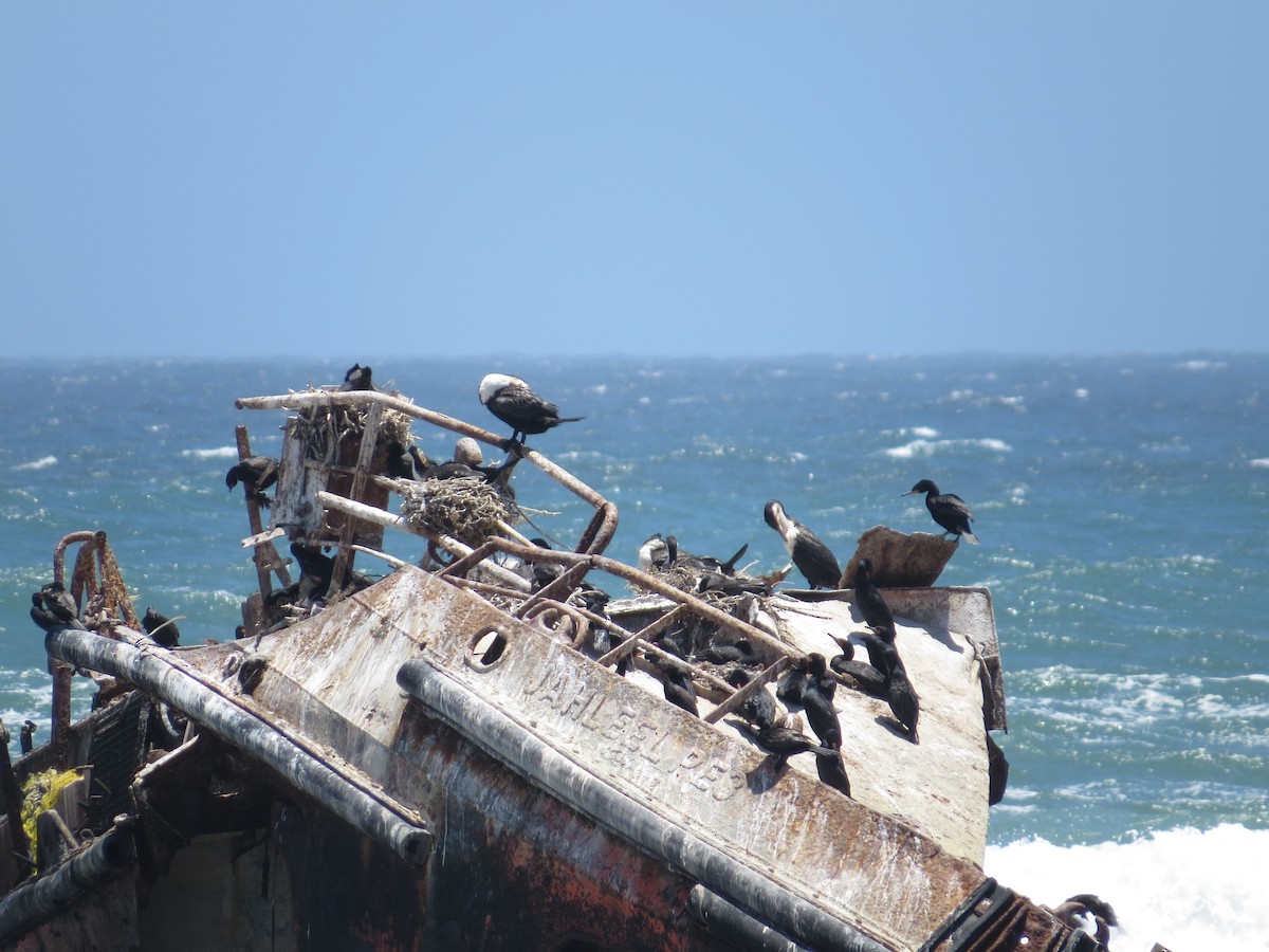Cape Cormorant - Lara De Matos