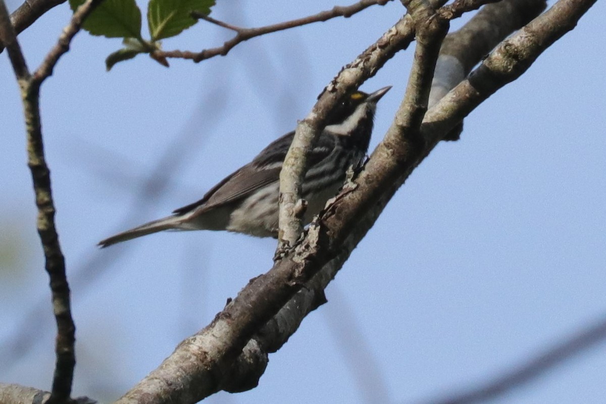 Black-throated Gray Warbler - ML227520831