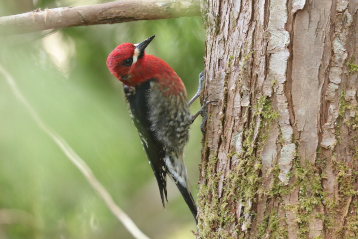 Red-breasted Sapsucker - ML227521051