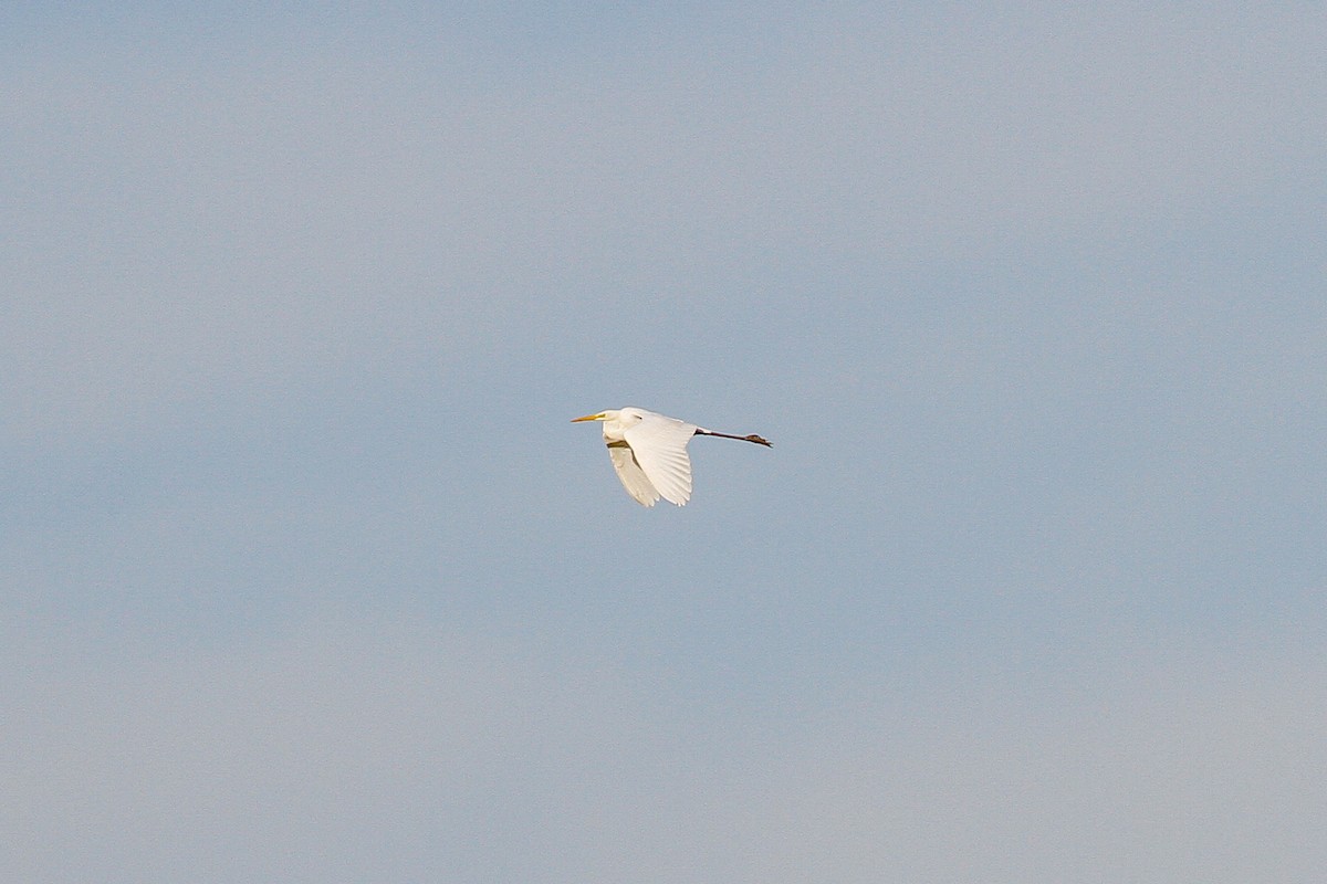 Great Egret (alba) - Peter Kennerley
