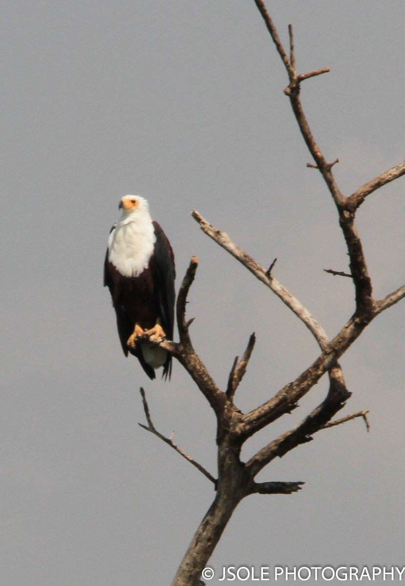 African Fish-Eagle - ML227528861