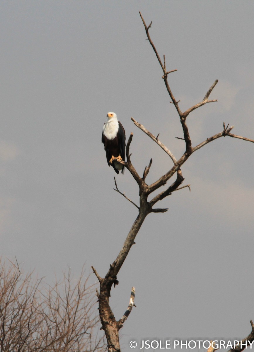 African Fish-Eagle - ML227528871
