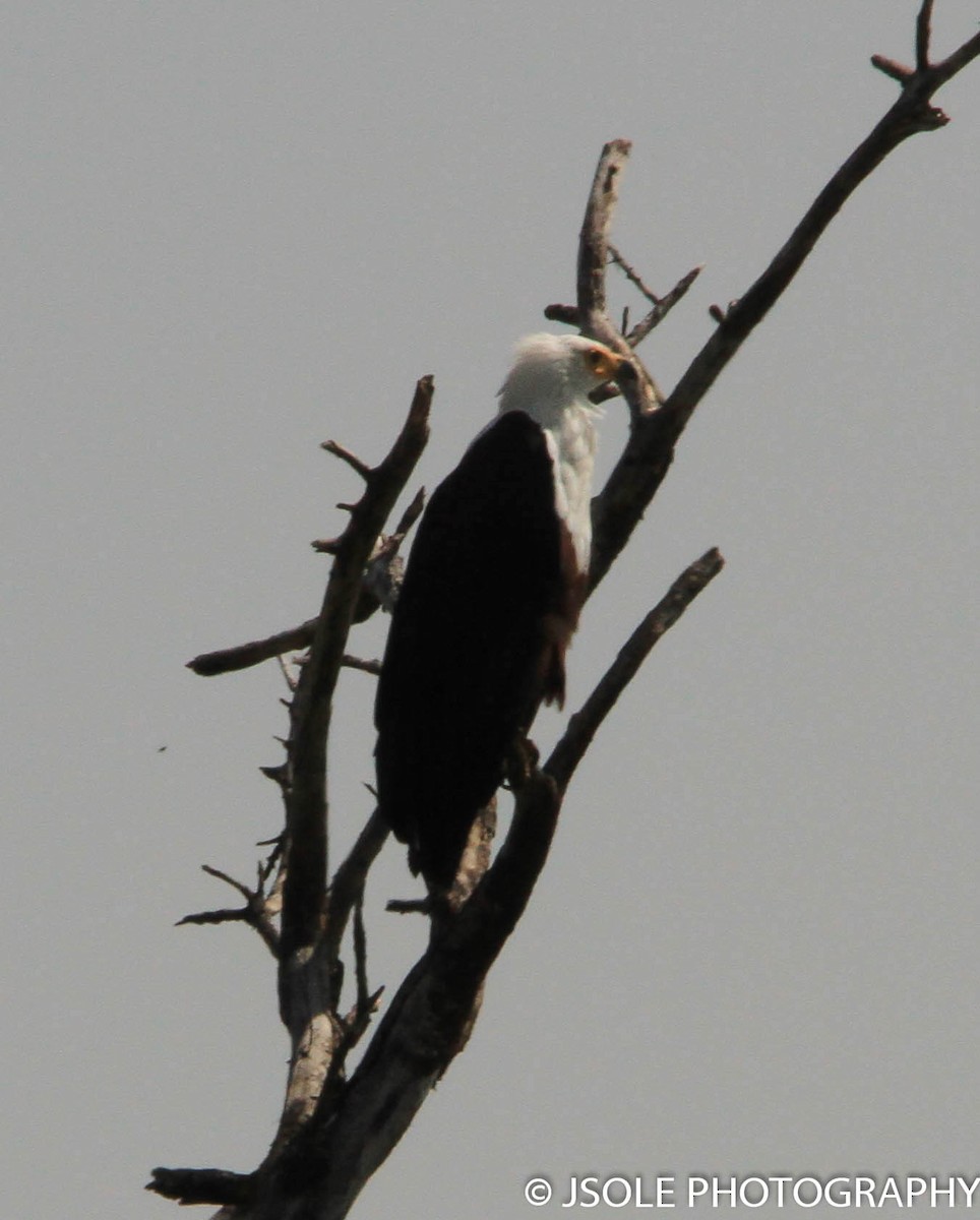 African Fish-Eagle - ML227531121