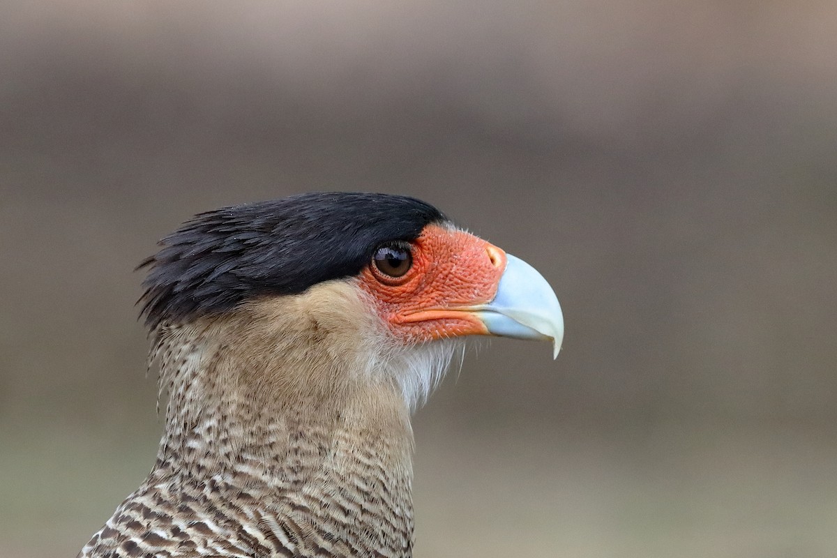 Crested Caracara (Southern) - ML227534781