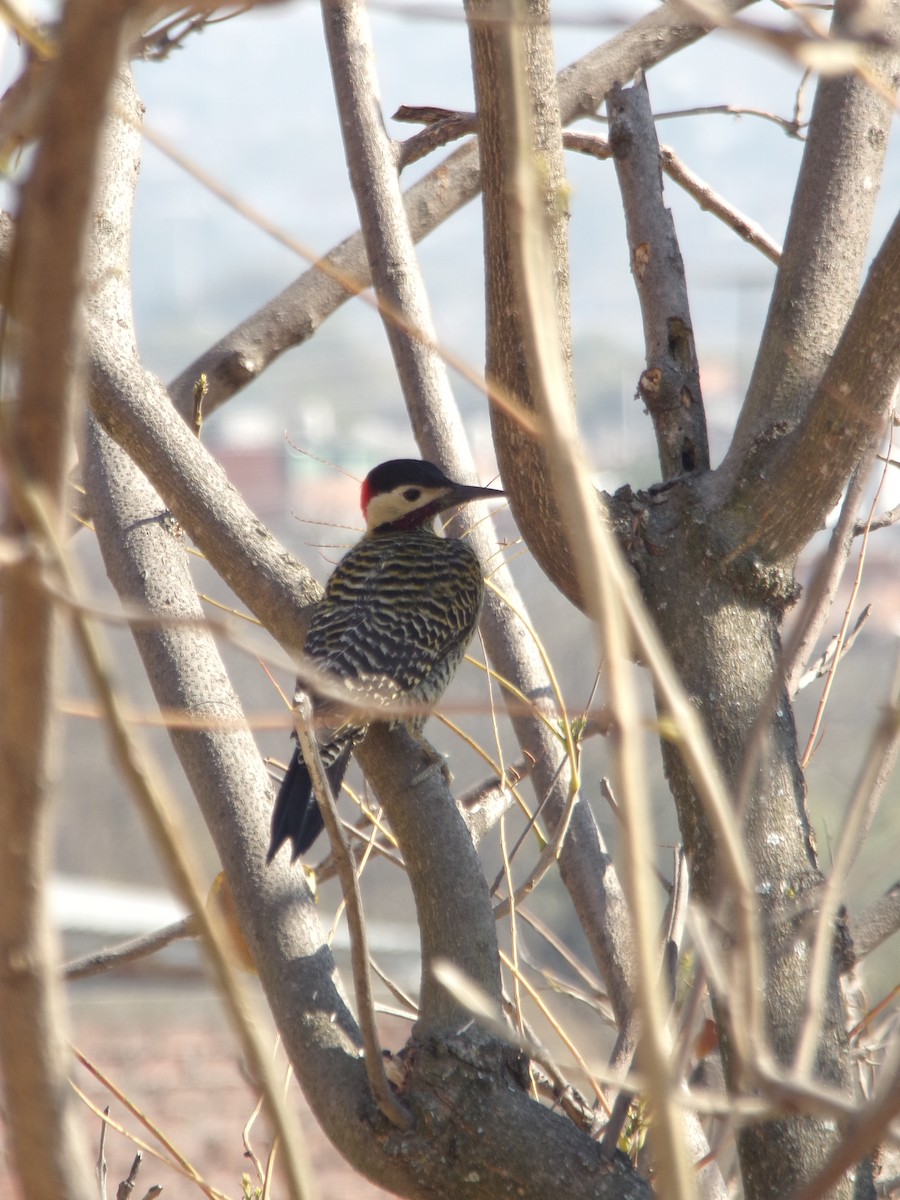 Green-barred Woodpecker - ML227535051
