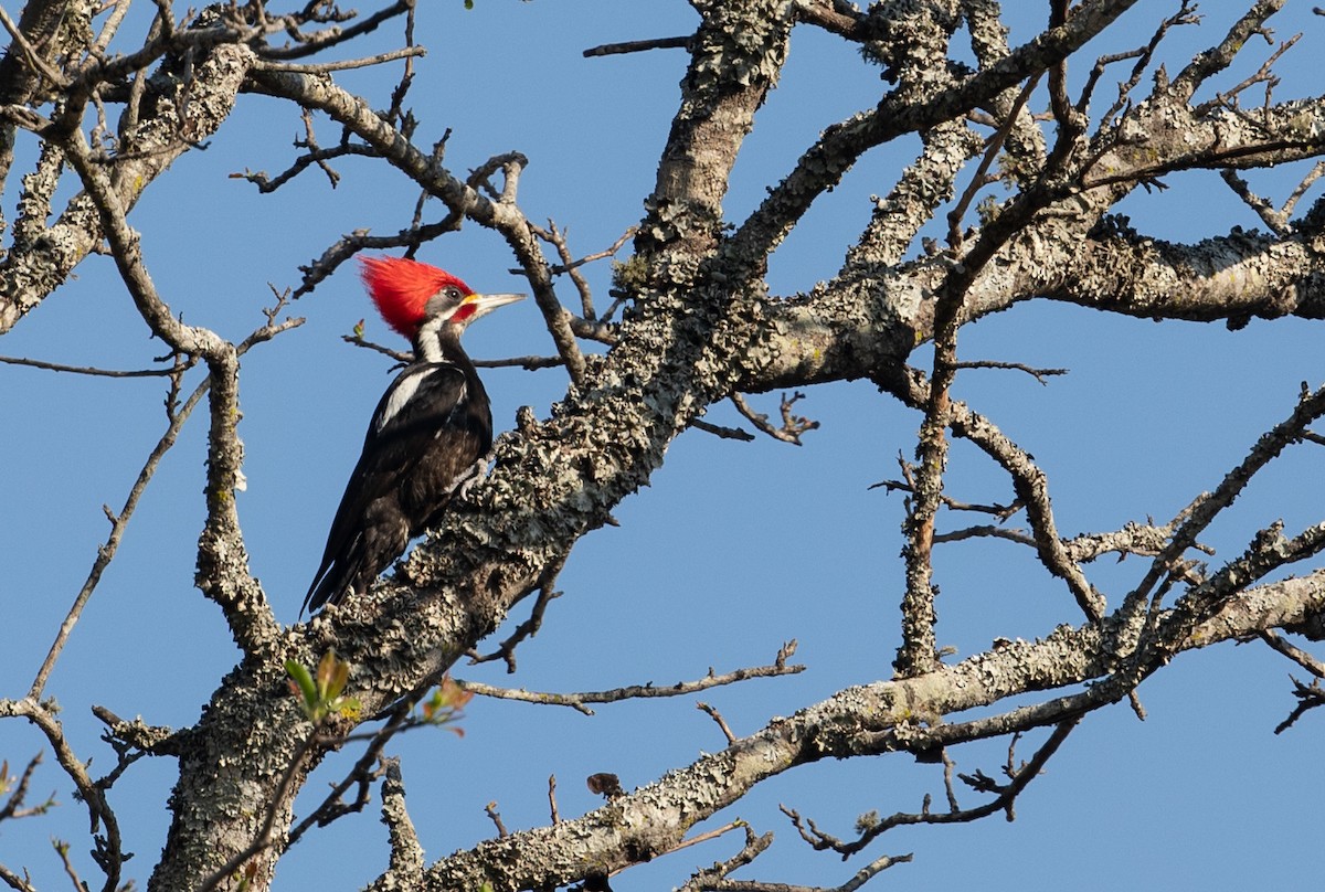 Black-bodied Woodpecker - John Sterling