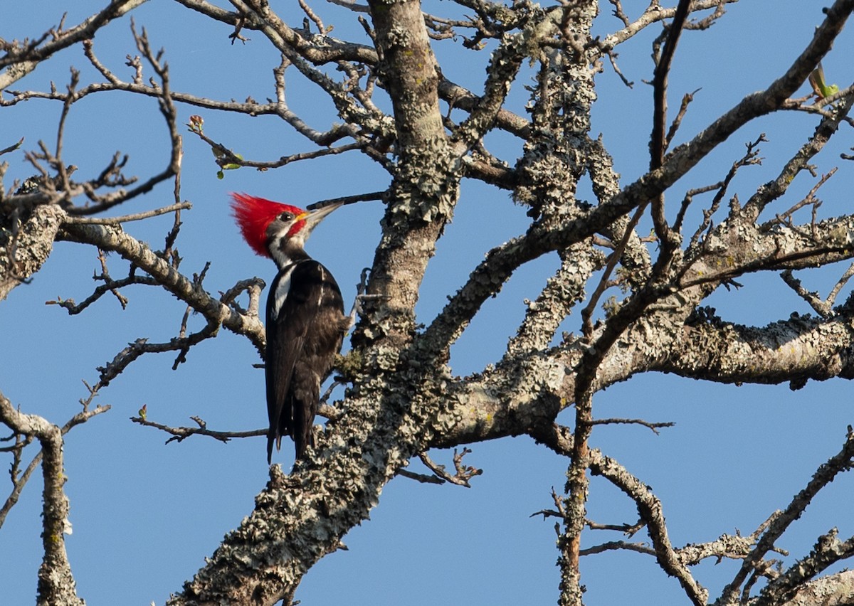 Black-bodied Woodpecker - John Sterling