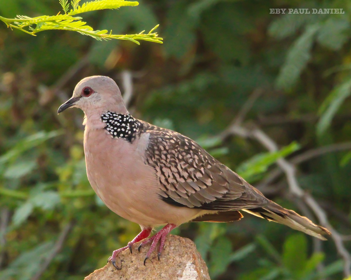 Spotted Dove - ML227545391