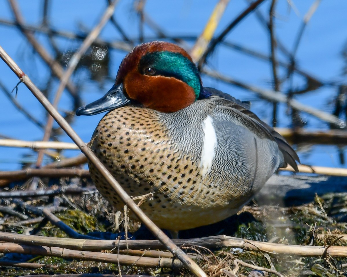 Green-winged Teal - ML227550061
