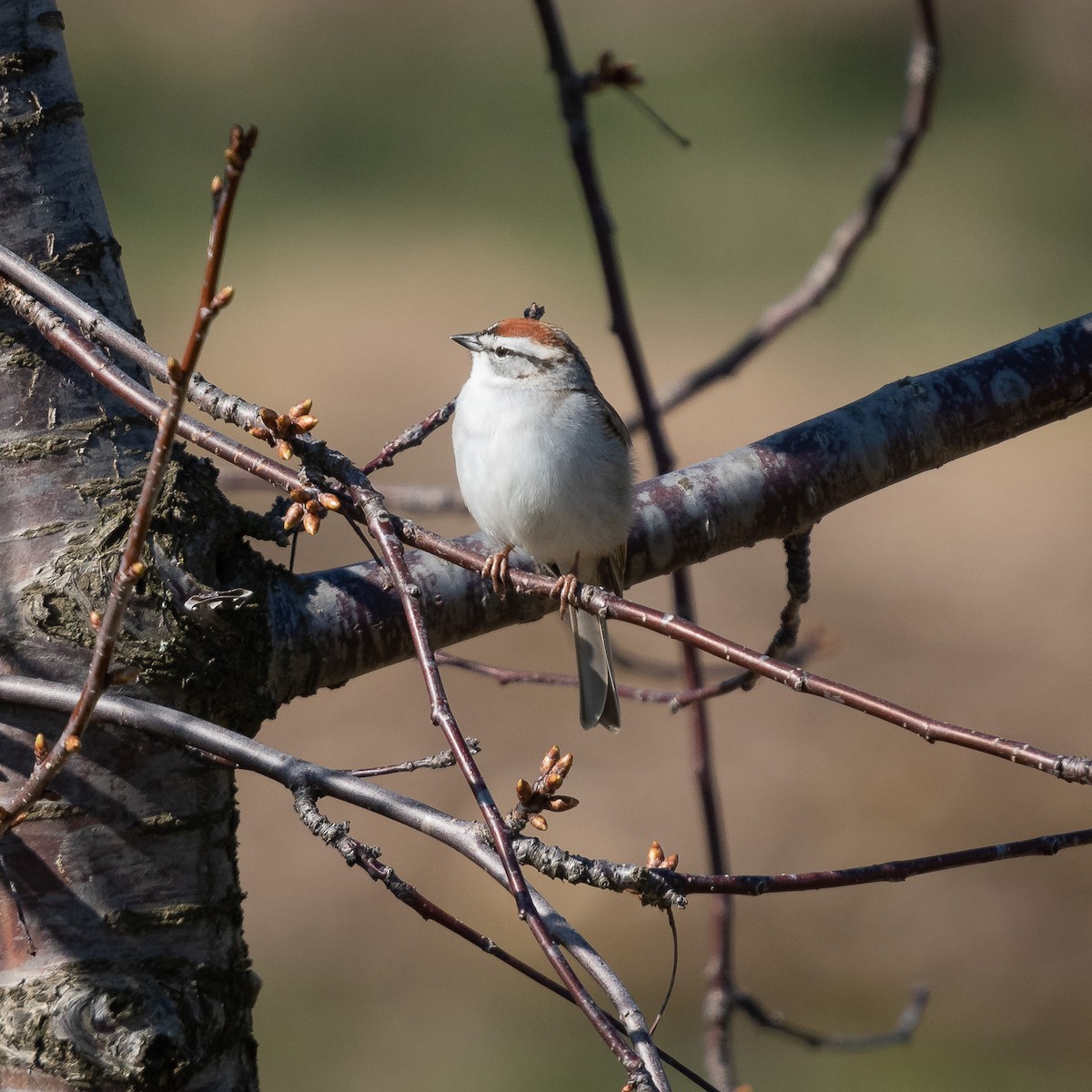 Chipping Sparrow - ML227552471